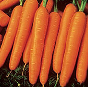 Carrot