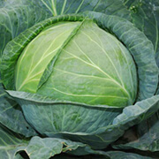 CABBAGE