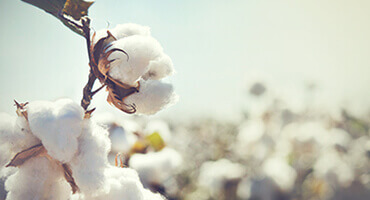 Cotton