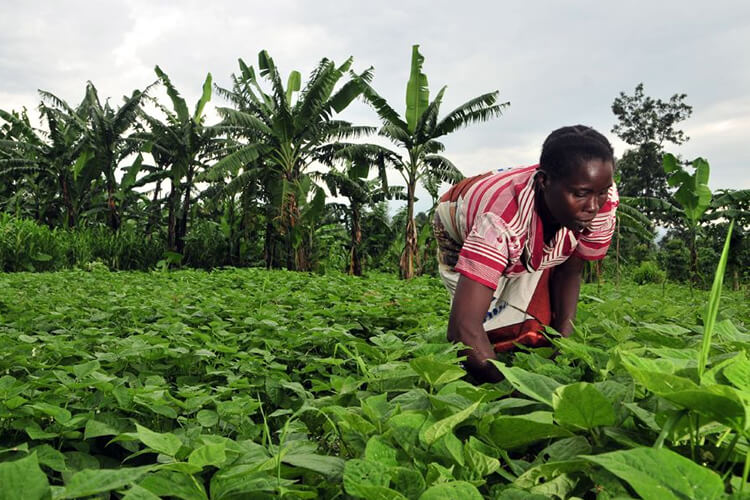 crops improves human health