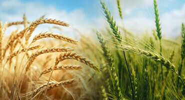 Grains Wheat