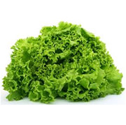 LAITUE : (Lettuce –PS- Panama)