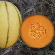 Musk Melon