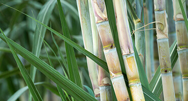 sugarcane