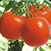 3.2 TOMATE : (PS-Navodaya)